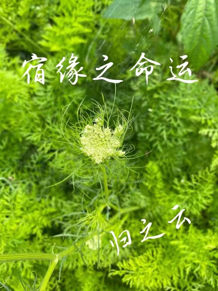 诉源治理存在问题和建议
